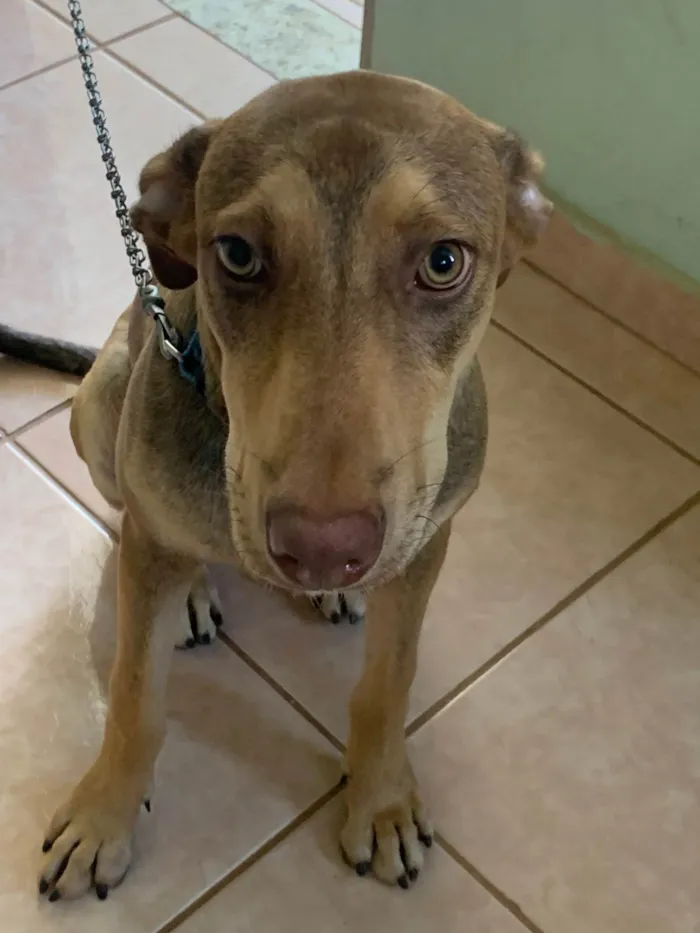 Cachorro ra a SRD-ViraLata idade 7 a 11 meses nome Blue