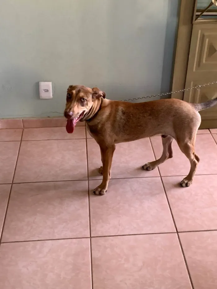 Cachorro ra a SRD-ViraLata idade 7 a 11 meses nome Blue