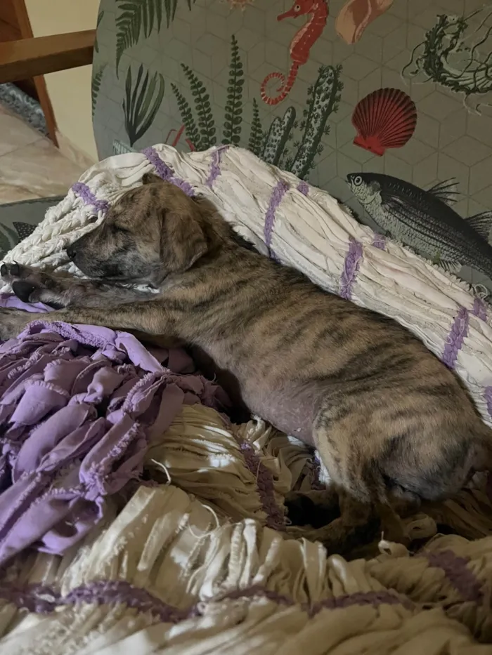 Cachorro ra a SRD-ViraLata idade Abaixo de 2 meses nome Ainda sem nome (cara de Lola) 