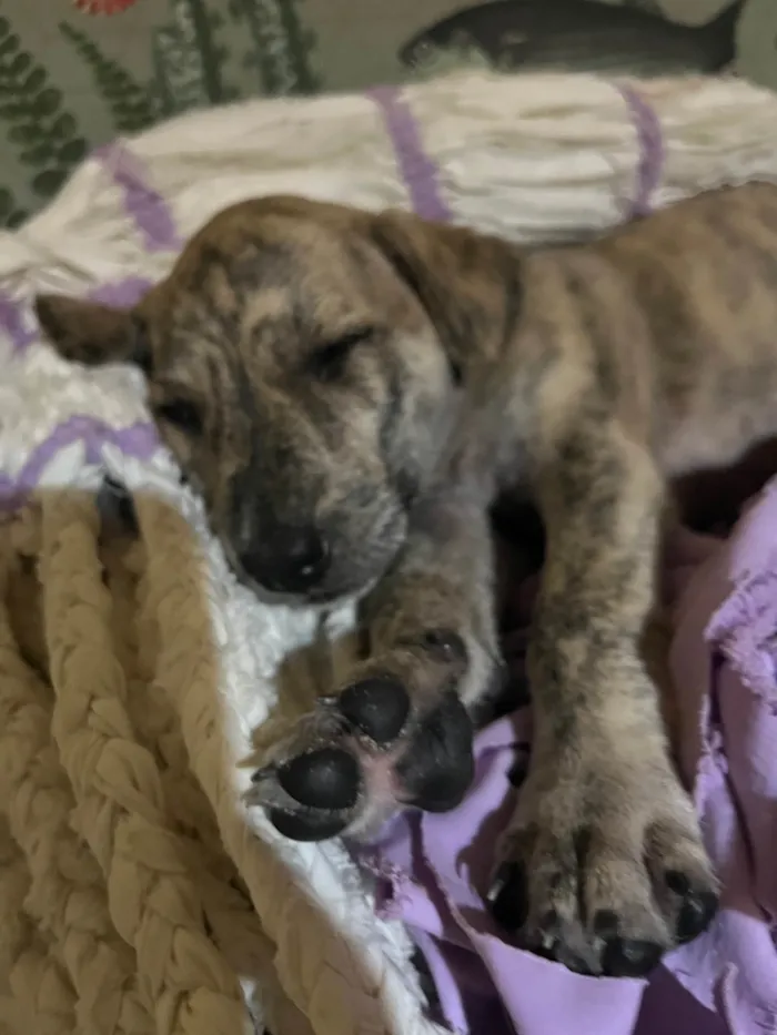 Cachorro ra a SRD-ViraLata idade Abaixo de 2 meses nome Ainda sem nome (cara de Lola) 