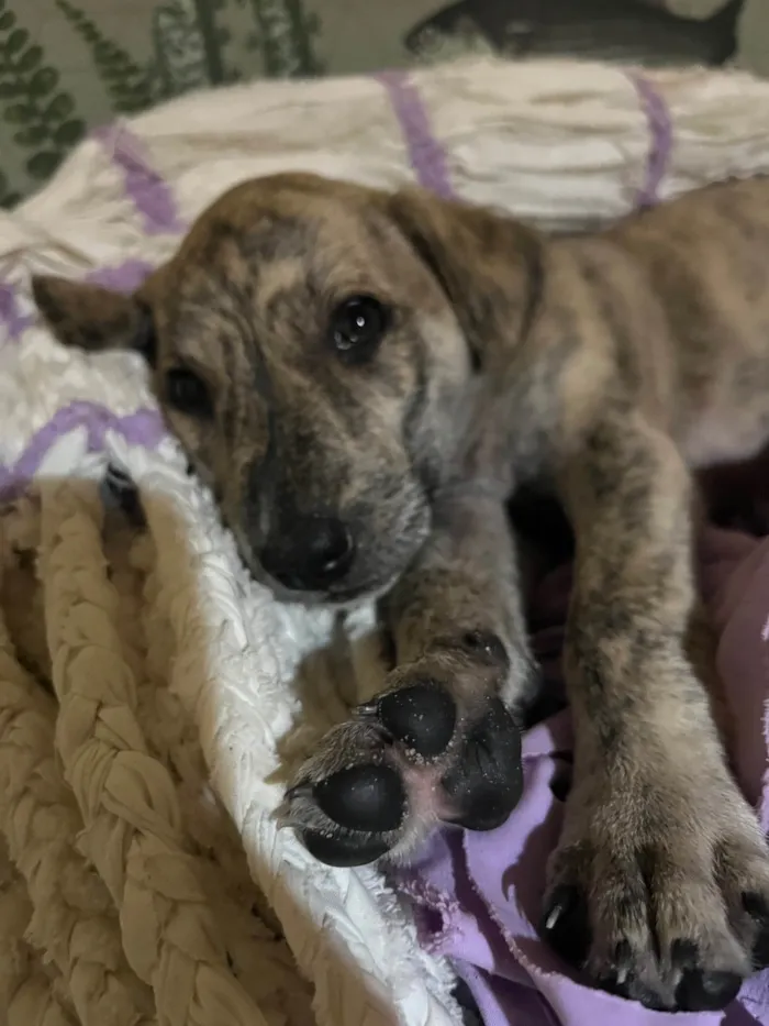 Cachorro ra a SRD-ViraLata idade Abaixo de 2 meses nome Ainda sem nome (cara de Lola) 