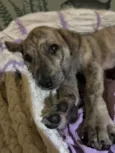 Ainda sem nome (cara de Lola)