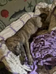 Ainda sem nome (cara de Lola)