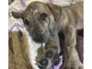 Cachorro raça SRD-ViraLata idade Abaixo de 2 meses nome Ainda sem nome (cara de Lola) 