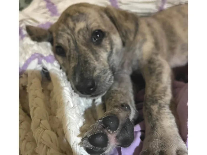 Cachorro ra a SRD-ViraLata idade Abaixo de 2 meses nome Ainda sem nome (cara de Lola) 
