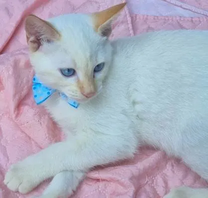 Gato ra a SRD-ViraLata idade 2 a 6 meses nome VALTINHO BOY