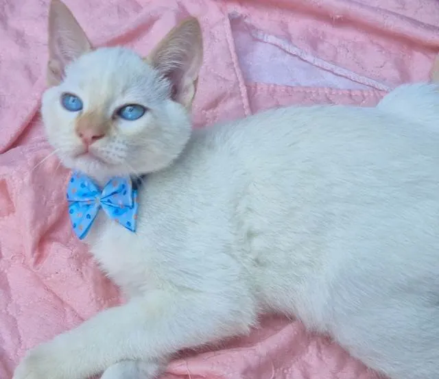 Gato ra a SRD-ViraLata idade 2 a 6 meses nome VALTINHO BOY