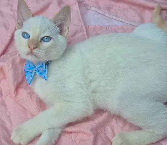 Gato ra a SRD-ViraLata idade 2 a 6 meses nome VALTINHO BOY