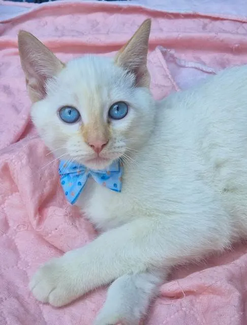 Gato ra a SRD-ViraLata idade 2 a 6 meses nome VALTINHO BOY