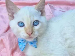 Gato raça SRD-ViraLata idade 2 a 6 meses nome VALTINHO BOY
