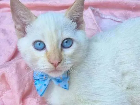 Gato ra a SRD-ViraLata idade 2 a 6 meses nome VALTINHO BOY