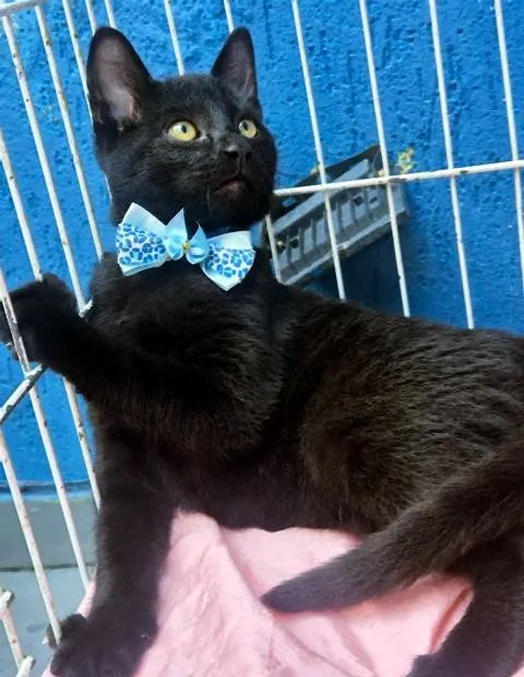 Gato ra a SRD-ViraLata idade 2 a 6 meses nome BENITO BLACK