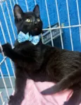 BENITO BLACK