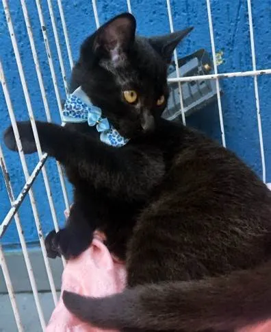Gato ra a SRD-ViraLata idade 2 a 6 meses nome BENITO BLACK
