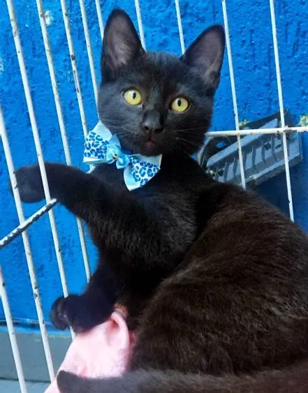 Gato ra a SRD-ViraLata idade 2 a 6 meses nome BENITO BLACK