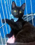 BENITO BLACK
