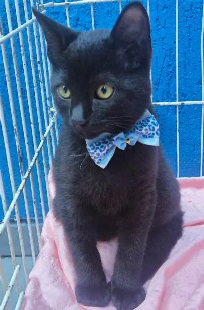 Gato ra a SRD-ViraLata idade 2 a 6 meses nome BENITO BLACK