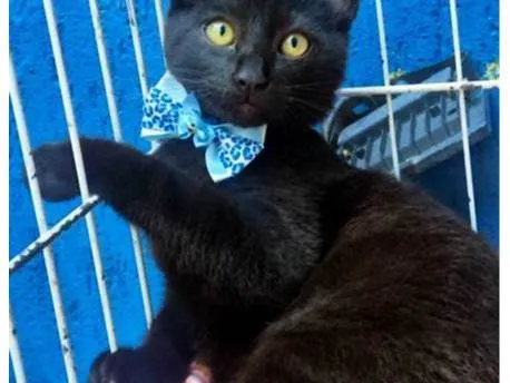 Gato ra a SRD-ViraLata idade 2 a 6 meses nome BENITO BLACK