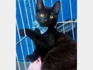 Gato raça SRD-ViraLata idade 2 a 6 meses nome BENITO BLACK