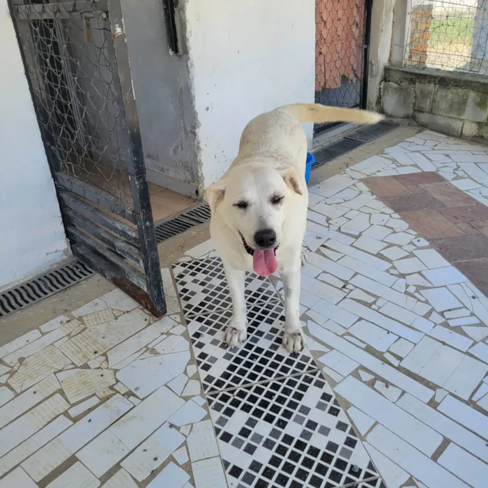 Cachorro ra a Labrador idade 6 ou mais anos nome LADY