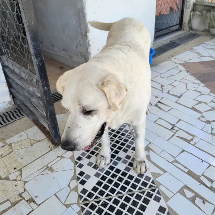 Cachorro ra a Labrador idade 6 ou mais anos nome LADY
