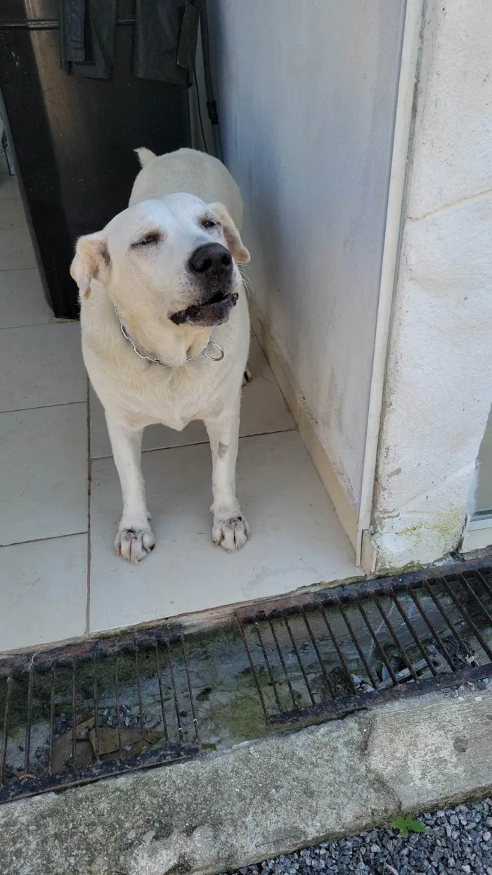 Cachorro ra a Labrador idade 6 ou mais anos nome LADY