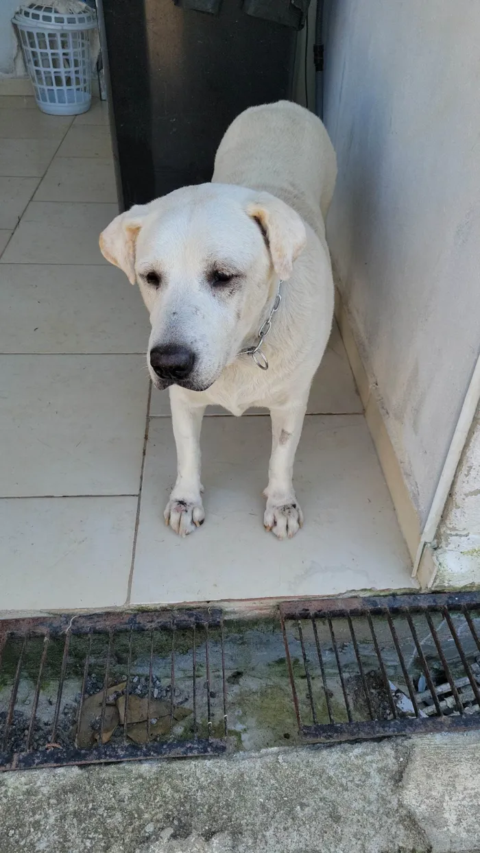Cachorro ra a Labrador idade 6 ou mais anos nome LADY