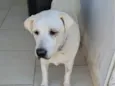 LADY