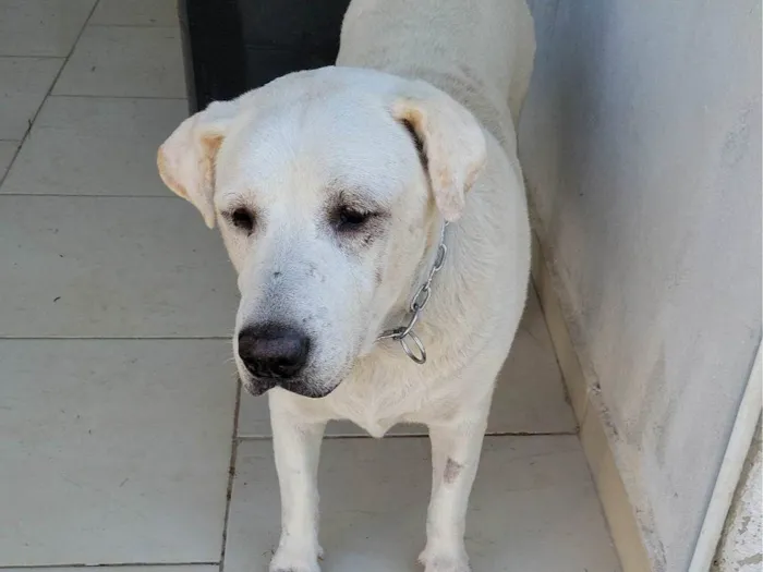 Cachorro ra a Labrador idade 6 ou mais anos nome LADY