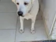 LADY