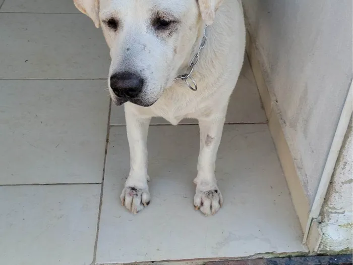 Cachorro ra a Labrador idade 6 ou mais anos nome LADY