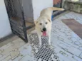 LADY