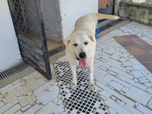 Cachorro raça Labrador idade 6 ou mais anos nome LADY