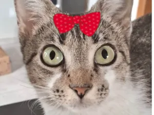 Gato raça SRD-ViraLata idade 7 a 11 meses nome Julieta 