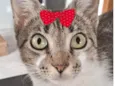 Julieta