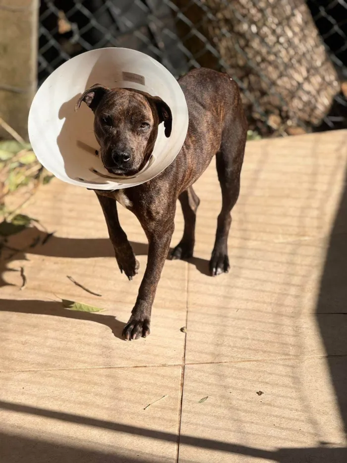 Cachorro ra a SRD-ViraLata idade 2 anos nome Madonna