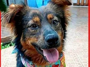 Cachorro raça SRD-ViraLata idade 3 anos nome Lobinho 