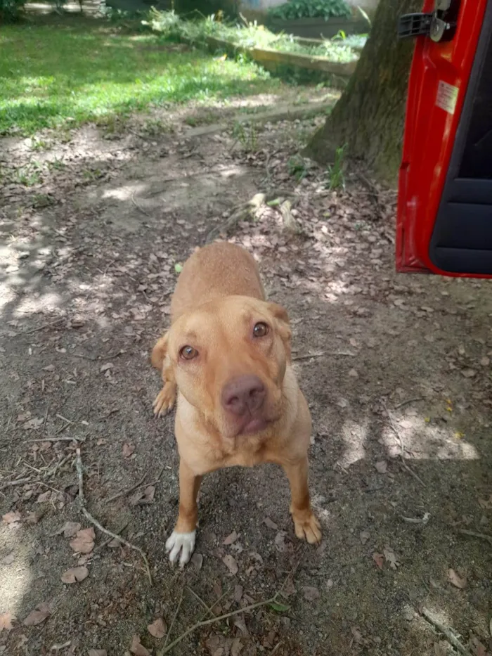 Cachorro ra a SRD-ViraLata idade 4 anos nome Mimosa