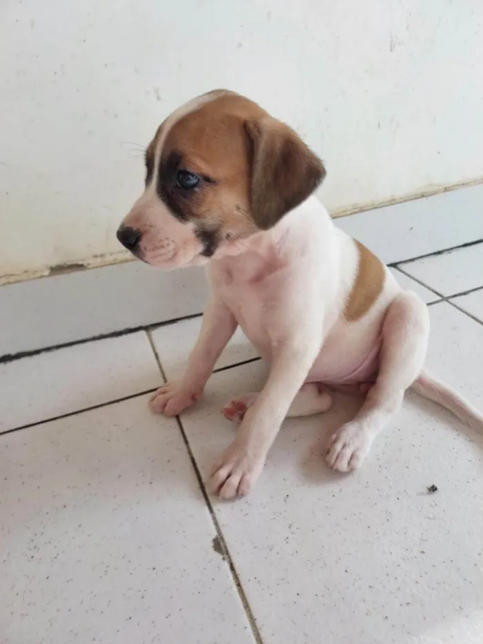 Cachorro ra a SRD-ViraLata idade 2 a 6 meses nome MADONA