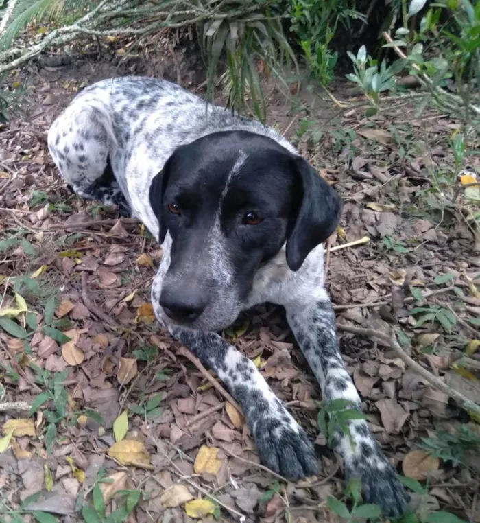Cachorro ra a SRD-ViraLata idade 4 anos nome Nina