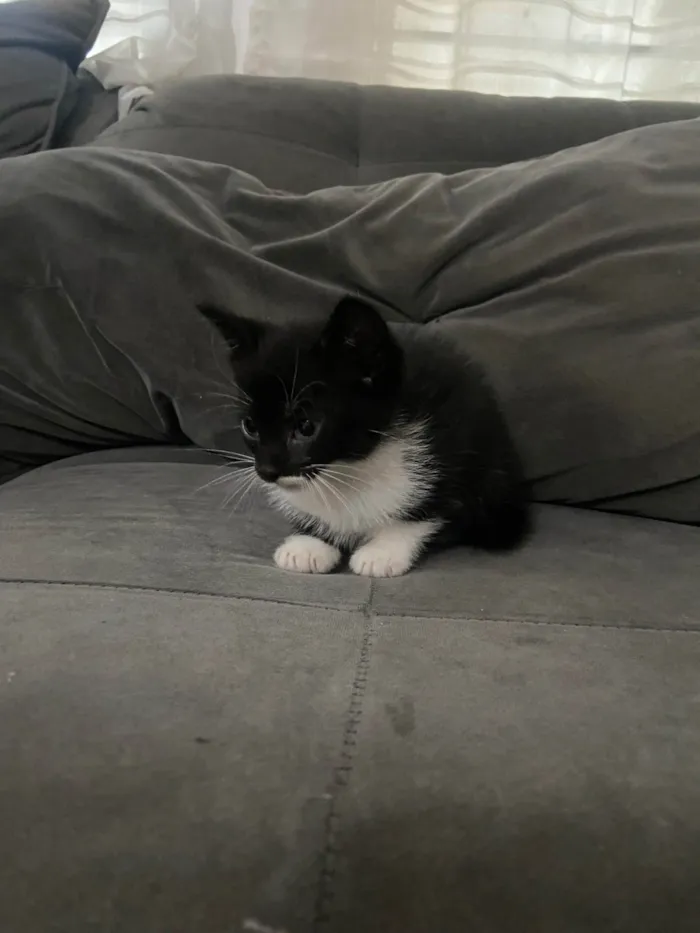 Gato ra a SRD-ViraLata idade Abaixo de 2 meses nome não tem nome 