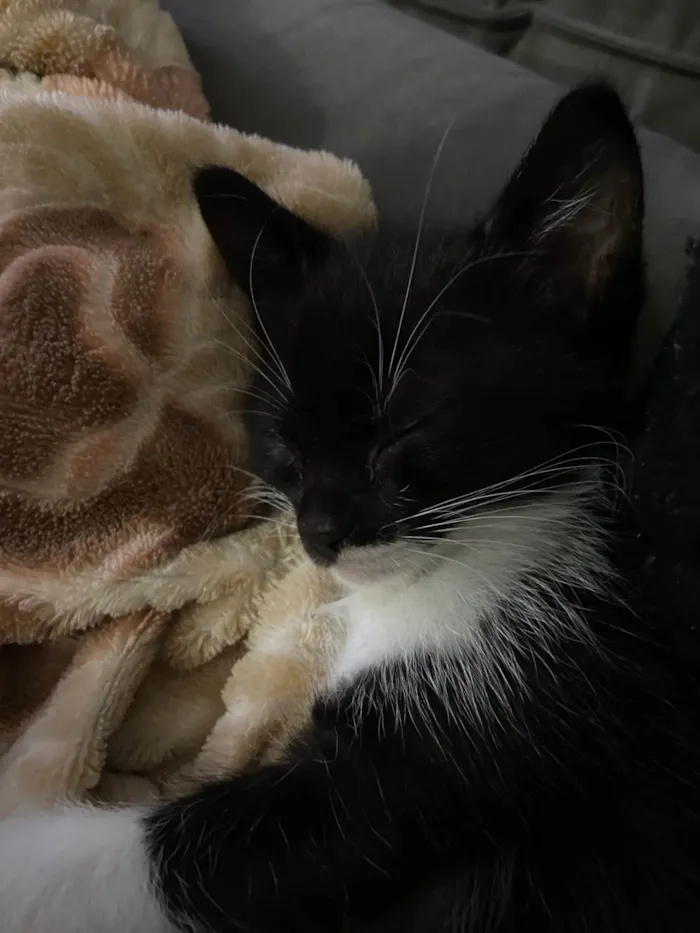 Gato ra a SRD-ViraLata idade Abaixo de 2 meses nome não tem nome 