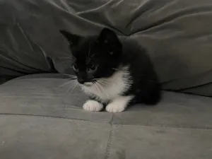 Gato raça SRD-ViraLata idade Abaixo de 2 meses nome não tem nome 