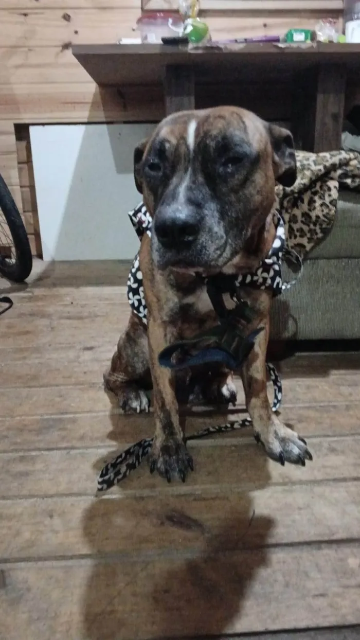 Cachorro ra a Pit-Bull idade 6 ou mais anos nome Pitty 