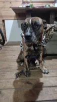Pitty