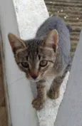 Teobaldo