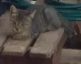 Teobaldo
