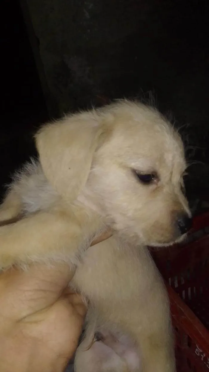 Cachorro ra a SRD-ViraLata idade 2 a 6 meses nome Zoro