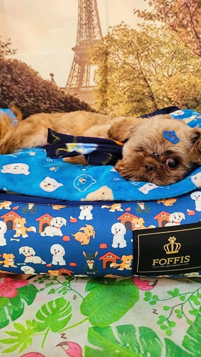 Cachorro ra a Shitzu idade 1 ano nome Sem nome 