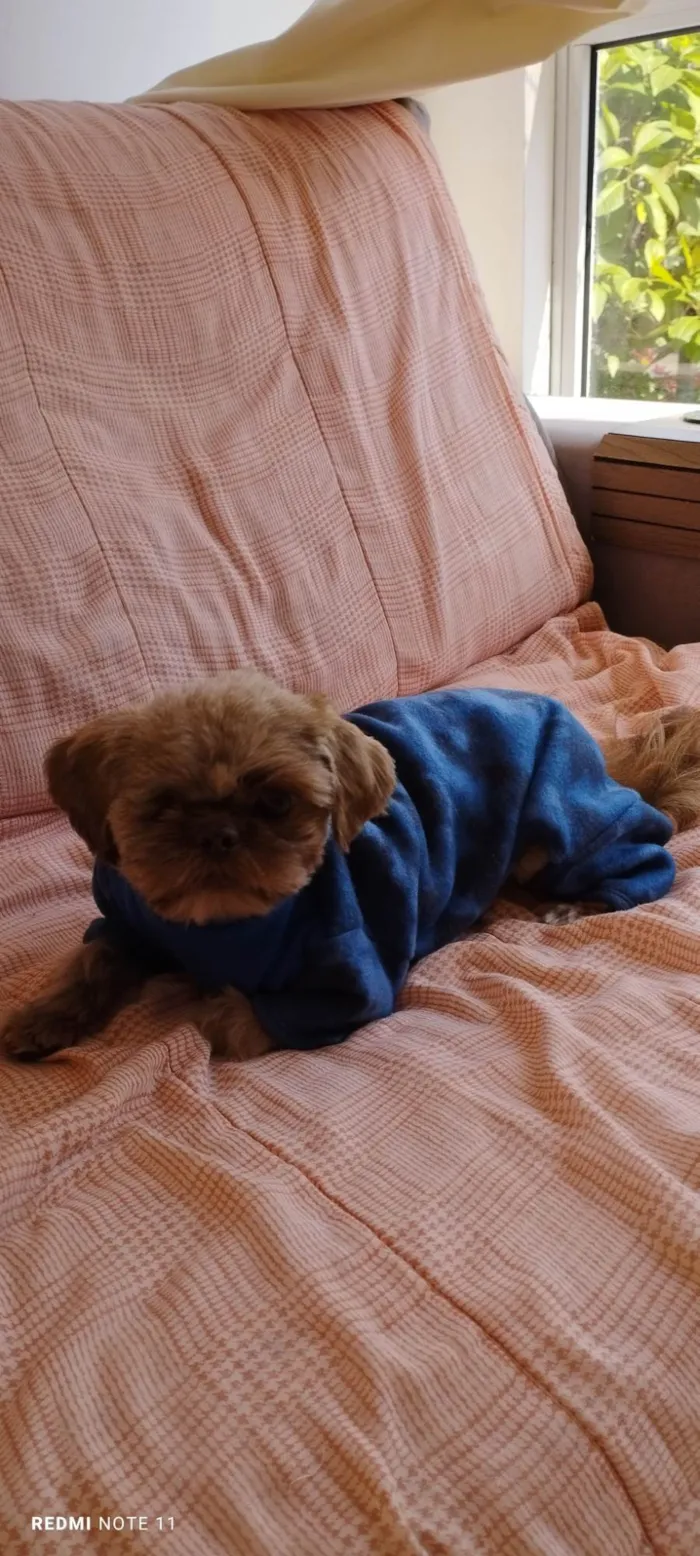 Cachorro ra a Shitzu idade 1 ano nome Sem nome 